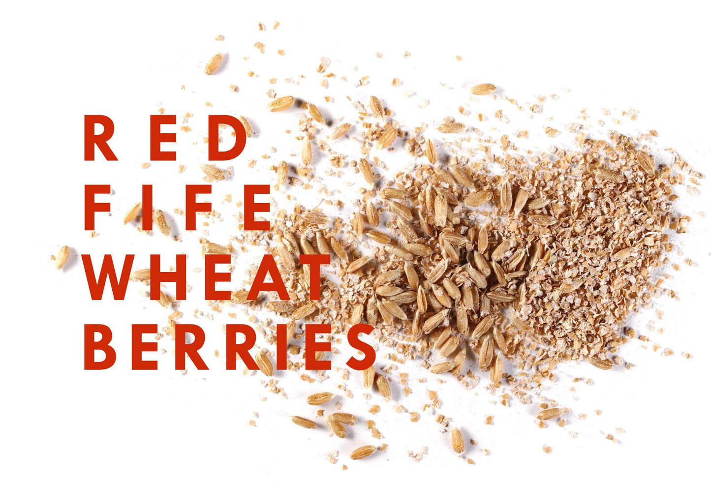 Red Fife Wheat Berries - 5lb - Ontario Organic - Farm Direct